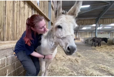 IOW Donkey 400x270